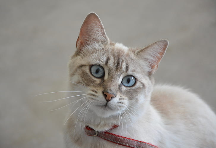 closeup photo of beige and white cat