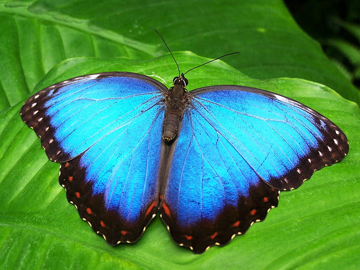 Morpho butterfly perched on green leaf closeup photography