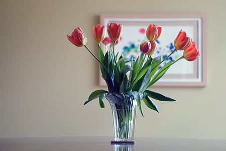 pink tulips in clear glass vase