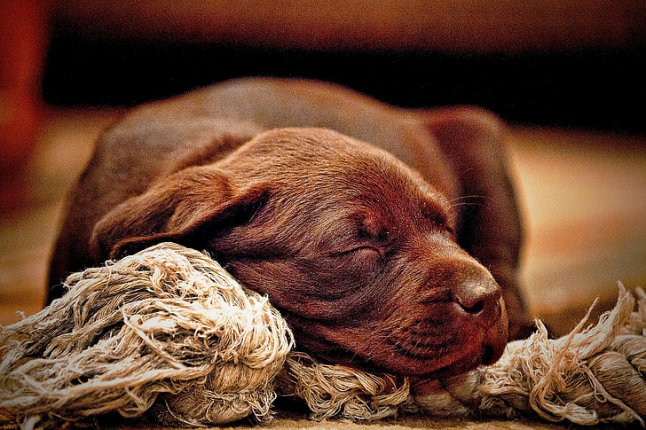 brown short coated puppy