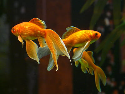 photo of two orange pet fishes