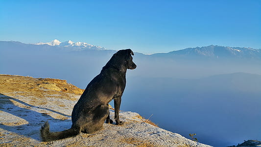 adult Majorca shepherd dog sitting on cliff