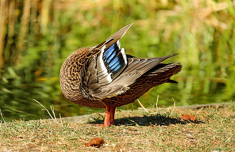 female mallard duck on green grass field