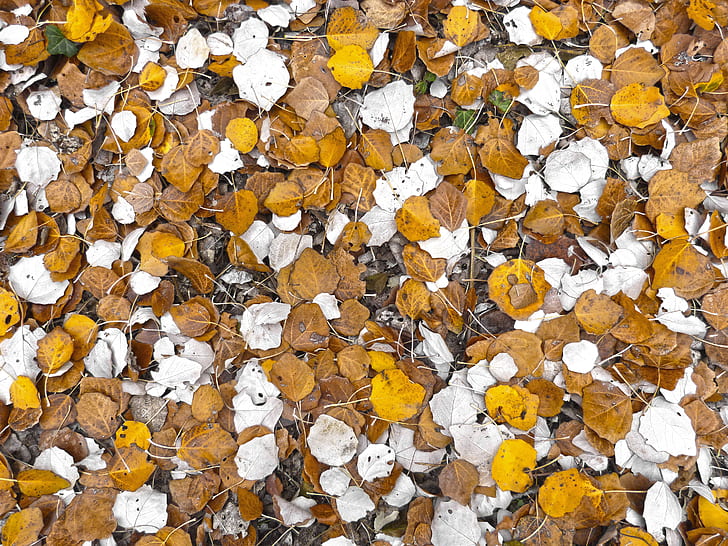 white and brown falling leaves