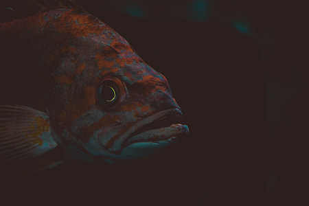 teal and orange fish
