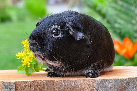close up photo of black and white guinea pig near yellow petaled flowers