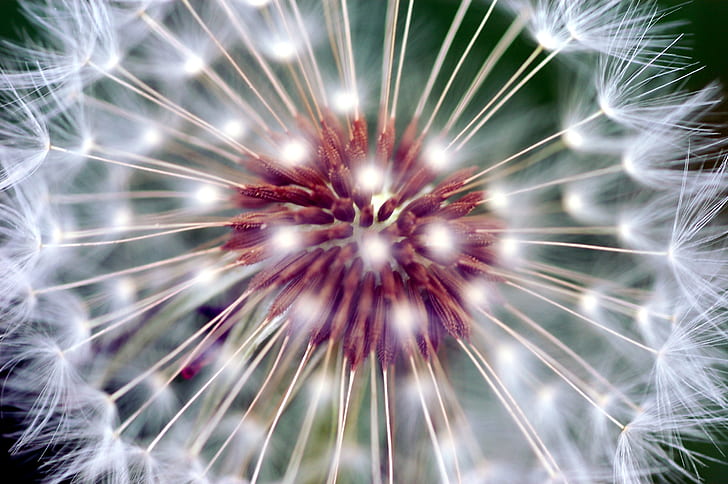white and red dandelion