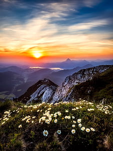 white daisy flower field on mountain overlooking sunset