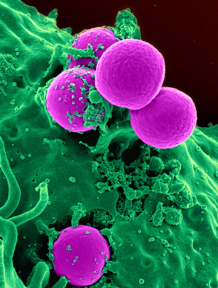 purple and green micro bacteria