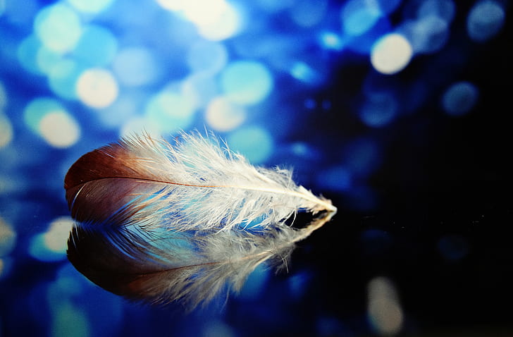brown and white feather photography