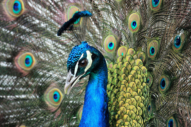 close up photography of female peacock