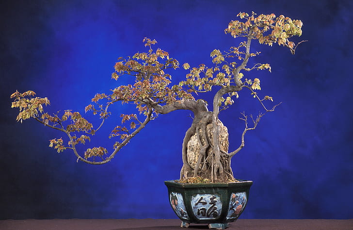 beige bonsai plant