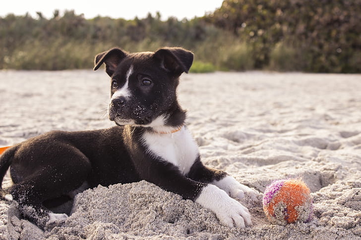 black and white American pit bull terrier puppy on sandy area with orange and purple ball