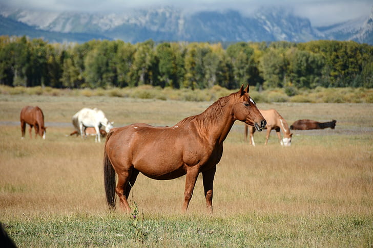 brown horse on grass field during daytime