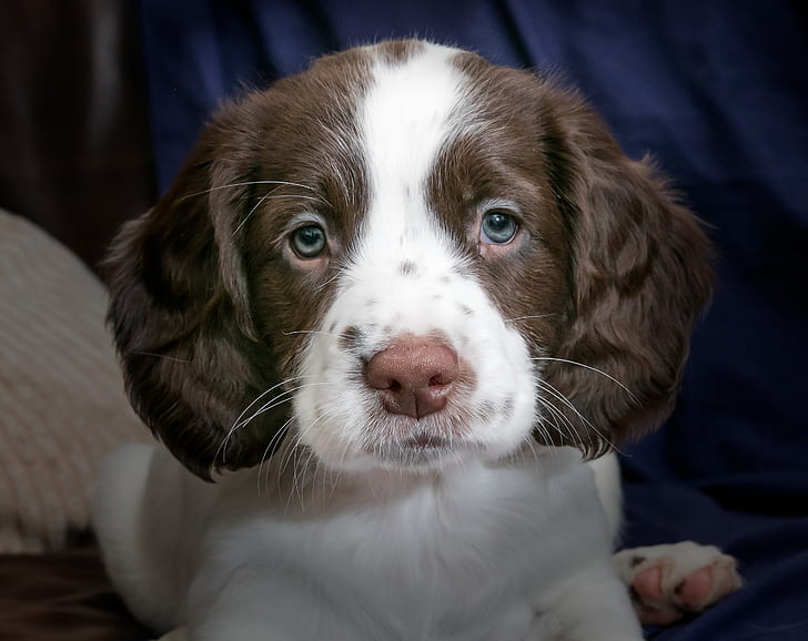 close-up photography of long-coated brown and white puppy