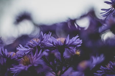purple aster flowers in bloom