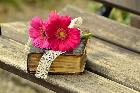 two purple and pink petaled flowers on blue book