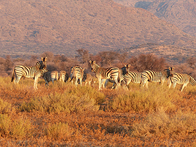 herd of Zebra