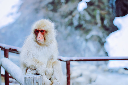 white monkey sitting on brown wooden bridge closeup photography