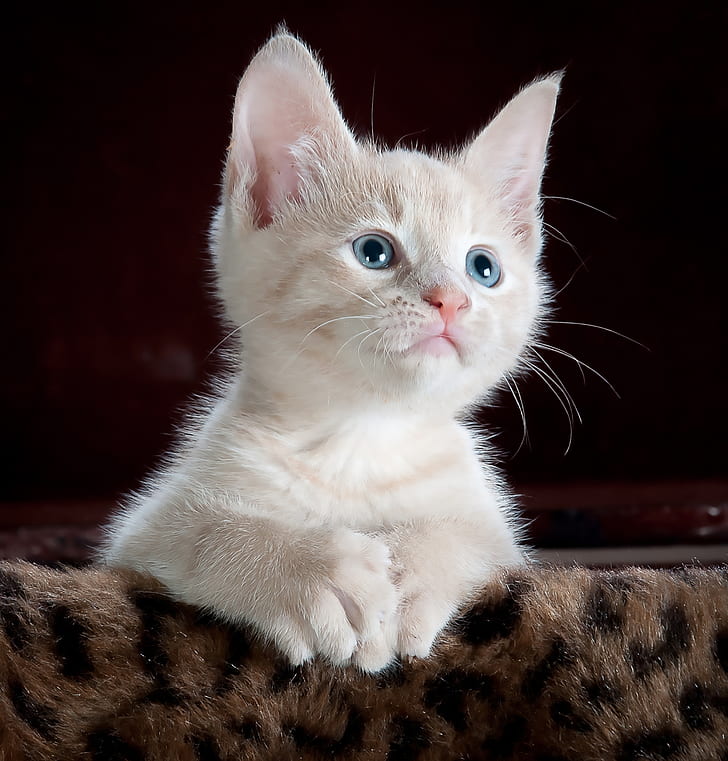 shirt-coated white kitten