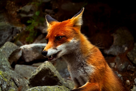 selective focus photography of fox