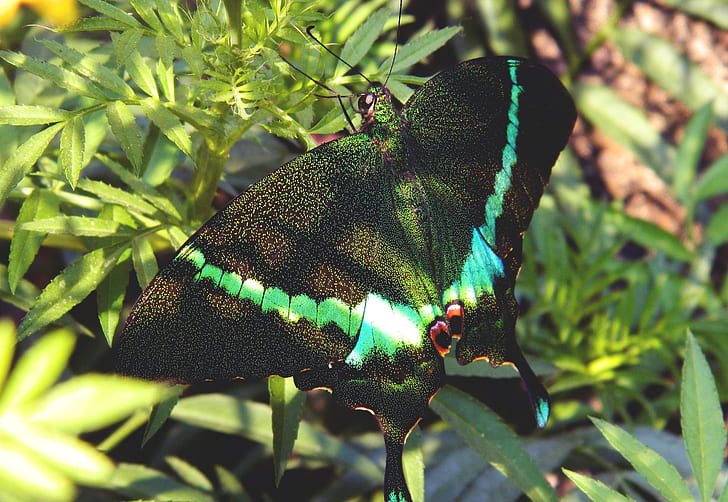 Green and Black Swallowtail Butterfly on Green Leaf Plant