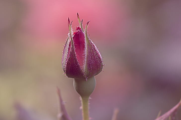 selective focus photography of pink flower bud