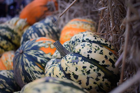 close up photography of bunch of pumpkin