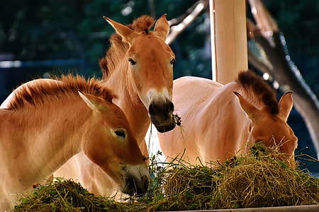 three brown horses