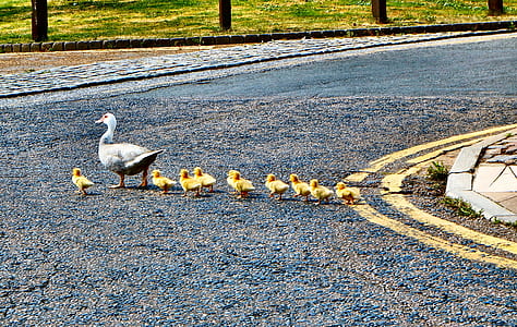 white duck and ducklings crossing on road