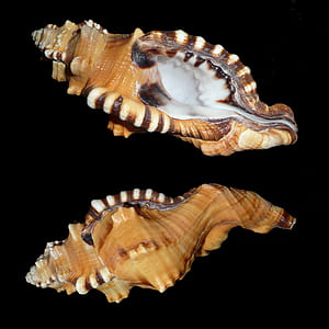 two brown shell photography