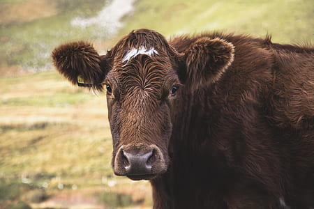 closeup photo of brown cow