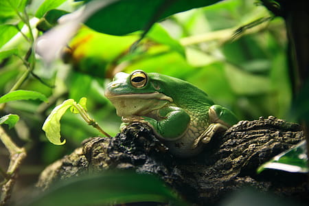green and white frog on brown rock