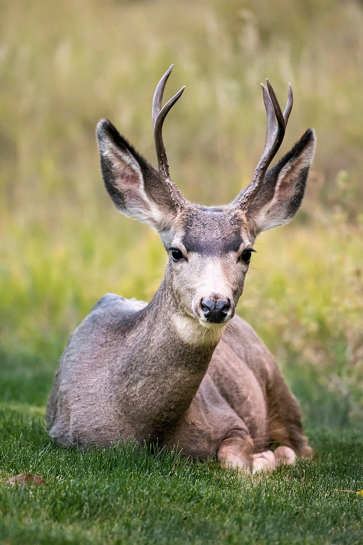 gray reindeer sitting on green leafed grass