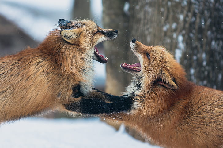two brown foxes