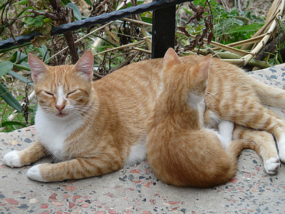 orange Tabby cat and kitten