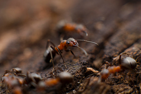 selective focus photo of red and black ant