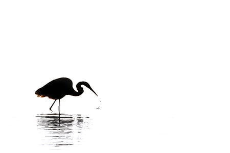 silhouette photo of flamingo