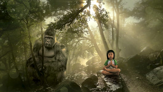 toddler praying on rock and black Gorilla on rack in forest with sun rays