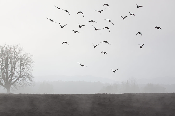 flock of birds flying during daytime