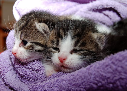two brown tabby kittens