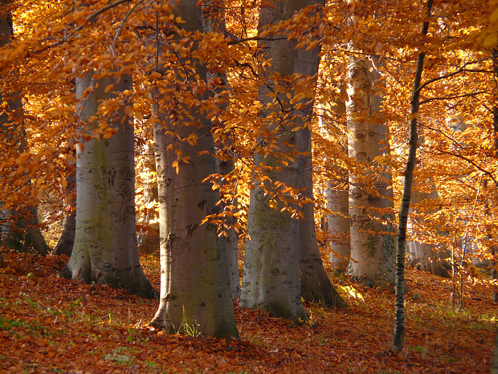 photo of trees with brown leaves
