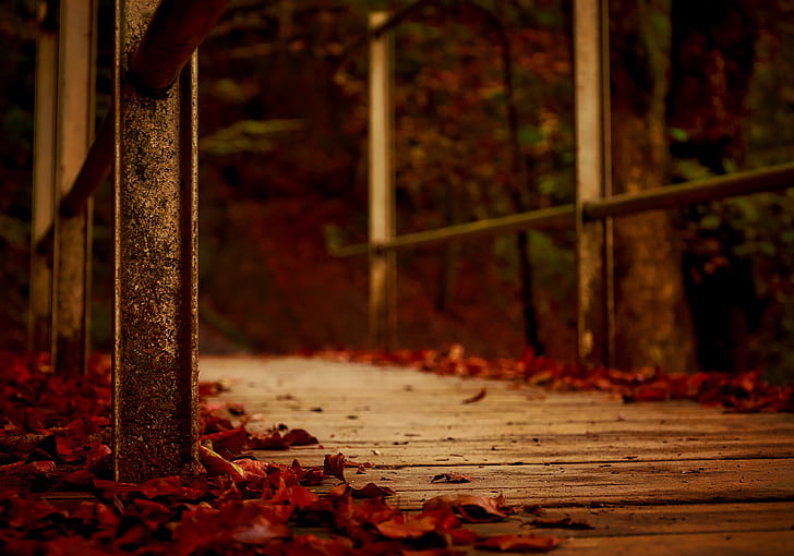 red tree leaves on brown wooden bridge