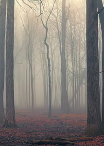 bare trees covered with fog