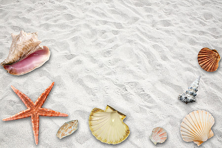 assorted seashells on white sands