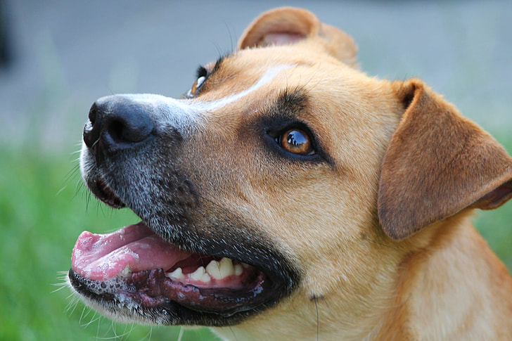 close-up photography of tan dog