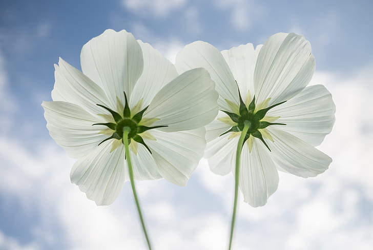 low angle view of two white petal flowers