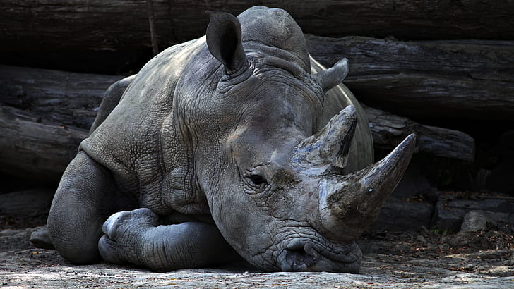 gray rhinoceros lying on the ground