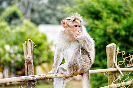 Monkey on Fence