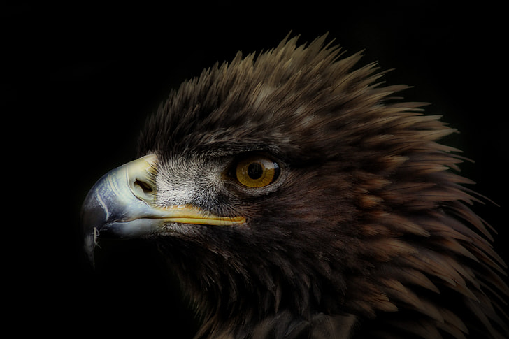 close up photography of brown and white eagle